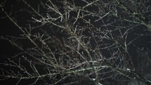 Bare Branches Covered With Snow In Winter At Nighttime. Close Up
