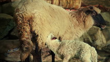 Sheep and lamb. Close-Up