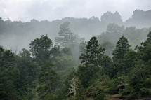 Green trees in a forest on the edge of a mountain surrounded by fog 
