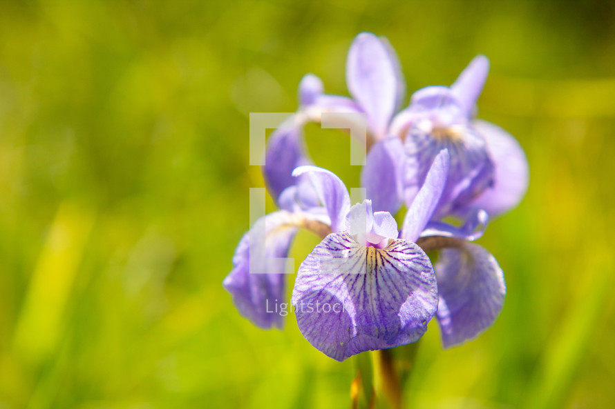 Purple Iris flower petals with green background horizontal  