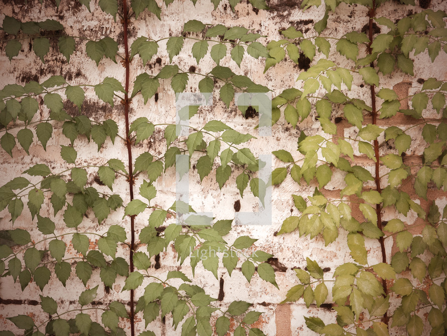 ivy on a wall with a vignette and vintage color effect