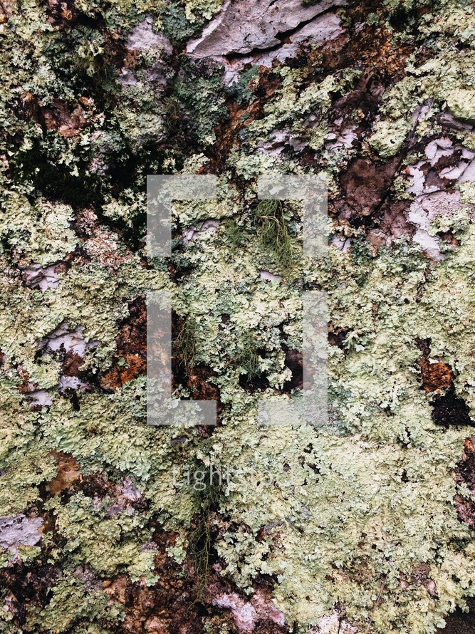 lichen on a rock 
