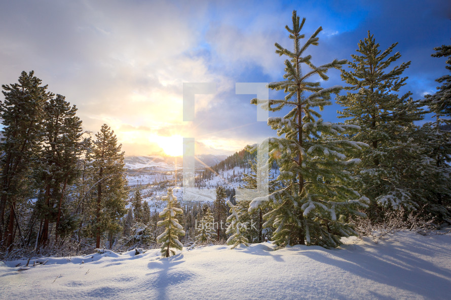 Snowy sunny winter mountain landscape scene with evergreen trees