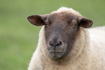 Head and Shoulders of a Sheep on Green