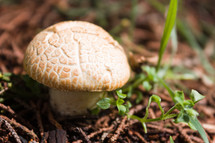 A mushroom