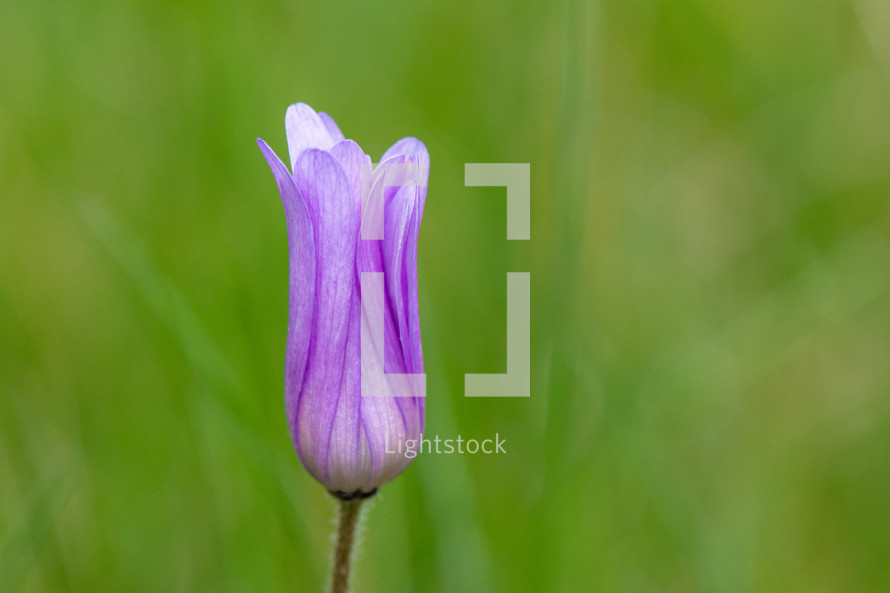 purple flower 