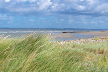tall grasses along a shore in Normandie 