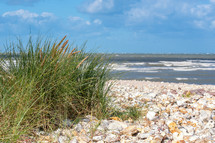 tall grasses and shells on a beach in Normandie 