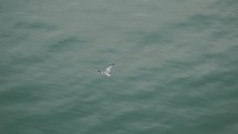 Seagull flying over water