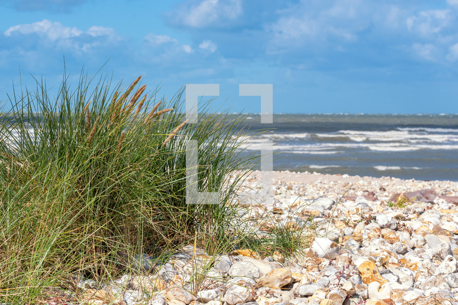 tall grasses and shells on a beach in Normandie 