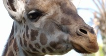 Close-up shot of a giraffe.