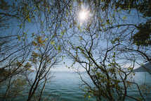 view of the ocean through branches and sunlight 