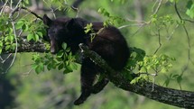 A Black Bear Cub sleeping in a tree.