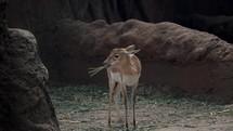 Medium shot of baby Deer eating straw and grass in wilderness between mountains	