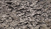 Water Flowing Into Dry Cracks in Mud