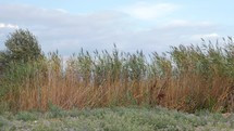 View of agricultural field with tall grass in windy weather at summer