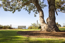 a park bench under a tree 