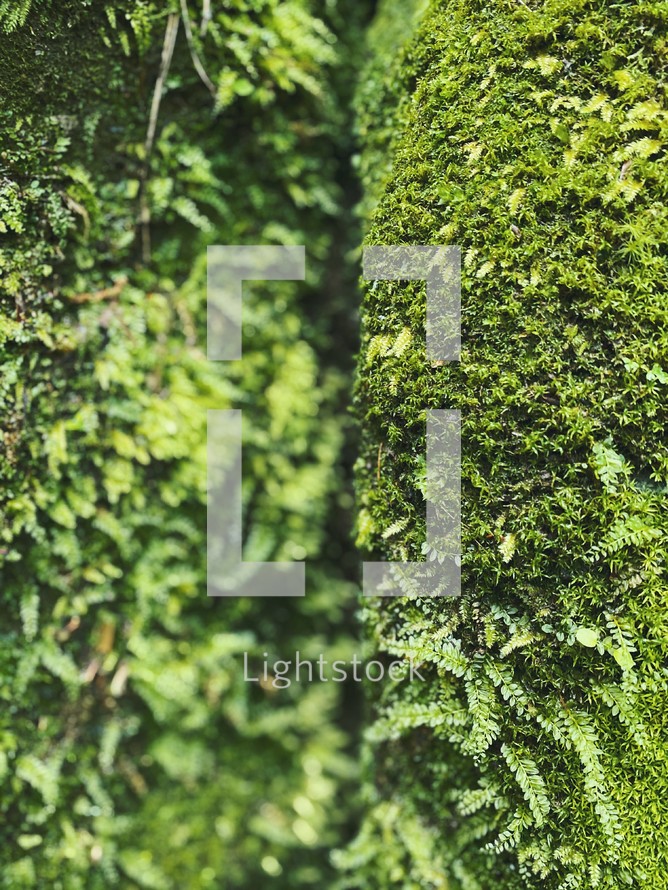 green ivy and moss background 