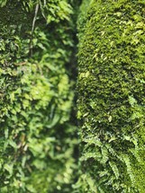 green ivy and moss background 
