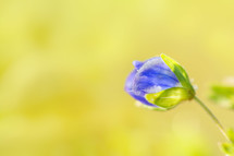 blue flower 