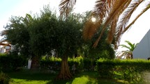 Green garden with olive and palm trees 
