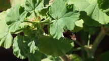 brown butterfly flying on cranesbill geranium leaves