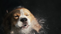 Dog getting hosed with water