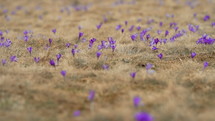 Violet crocuses waving in wind