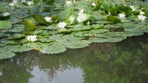Static shot of a pond with Water Lily Nymphaea plants and insects