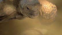 A closeup of a big turtles head