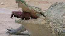 Crocodile with meat in its mighty jaws
