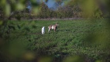 View of goats on green meadows, filmed through branches - handheld shot