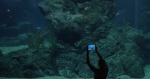 Woman taking picture of swimming shark in aquarium 
