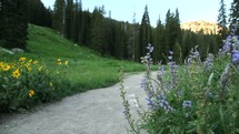 Mountain trail and flowers