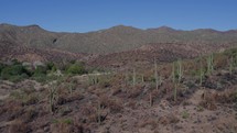 Aerial of desert Saguaro cactus groowing on a rugged hill