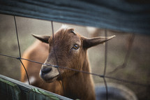 goat looking through a fence
