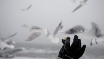 Woman with black glove holds bread for hungry gulls in winter