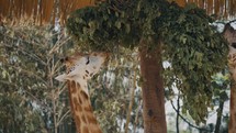 Two Giraffes Eating Leaves In Zoo - close up	