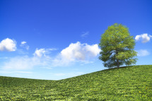 tree on a grassy hill 