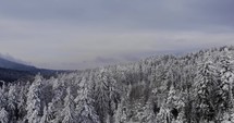 Aerial Tilt-Down shot of Forest With Surrounding Pine Trees In Winter Snow.