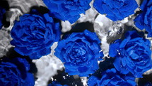 Amazing blue exotic roses flowers on water under rain drops. Floral romantic, aroma background. Slow motion. Top view. High quality 4k footage
