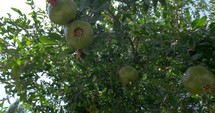 Woman touching unripe pomegranates on the tree