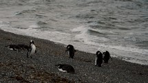 Magellanic Penguins On The Seashore In Isla Martillo, Tierra del Fuego, Argentina - Wide Shot