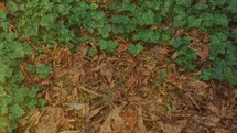 ivy and fall leaves on the ground 