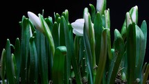 A harbinger of spring, a bunch of snowdrops blooming on a black background, timelapse