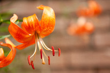 Close up of orange lily facing downward