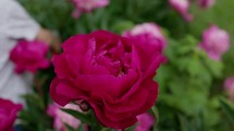 Peony cutting in the garden