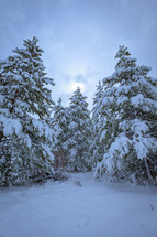 Evergreen trees on a slope covered in snow during winter with cloudy overcast sky