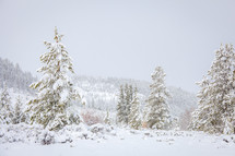 Winter landscape of evergreen trees covered in snow in front of mountain