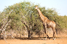 giraffe in South Africa 